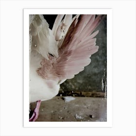 White Swan Pink Hue Art Print