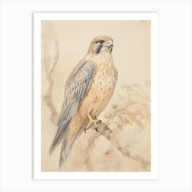 Vintage Bird Drawing Falcon 2 Art Print