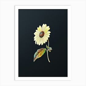 Vintage California Sunflower Botanical Watercolor Illustration on Dark Teal Blue n.0838 Art Print