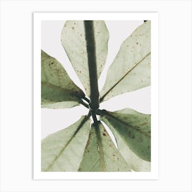 Green Leaf Art Print