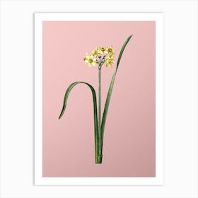 Vintage Cowslip Cupped Daffodil Botanical on Soft Pink n.0584 Art Print