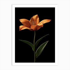 Orange Lily Art Print