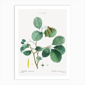 Mountain Alder, Pierre Joseph Redoute Art Print