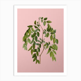 Vintage Jujube Botanical on Soft Pink n.0083 Art Print