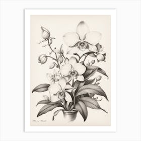 Orchids 5 Art Print