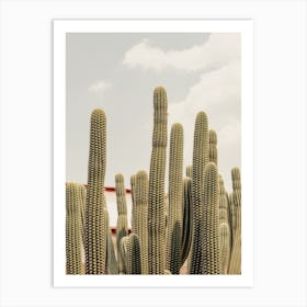 Mexico Cactus Art Print