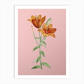 Vintage Orange Bulbous Lily Botanical on Soft Pink n.0911 Art Print