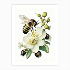 Pollination Bees 3 Vintage Art Print
