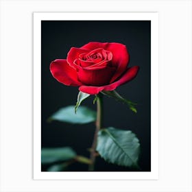 Red Rose 22 Art Print