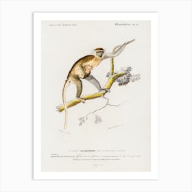 Cercopithecus Griseus (Guenon Grivet), Charles Dessalines D'Orbigny Art Print