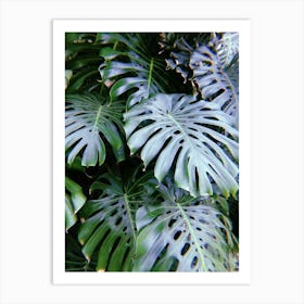 Say Cheese (Plant) - Monstera Leaf Print Art Print