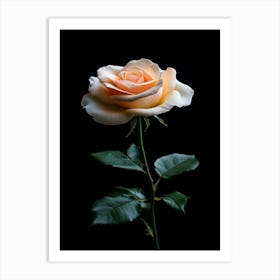 Peach Rose Isolated On Black Background 4 Art Print