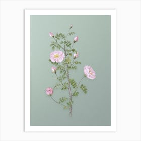 Vintage Pink Scotch Briar Rose Botanical Art on Mint Green n.0002 Art Print