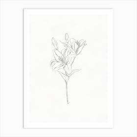 Lily Pencil Sketch Art Print