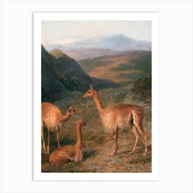Llamas In Peru Art Print