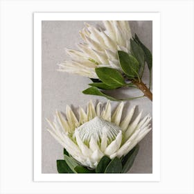 White Protea Flowers Art Print