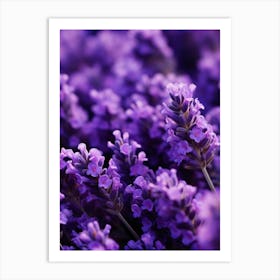 Lavender Flowers 6 Art Print