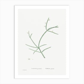 Cactus Parasiticus, Pierre Joseph Redoute Art Print