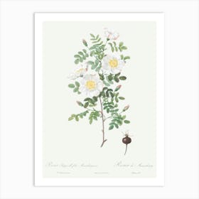 Burnet Rose, Pierre Joseph Redoute Art Print