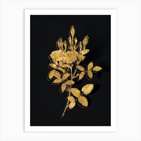 Vintage Mossy Pompon Rose Botanical in Gold on Black n.0417 Art Print