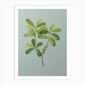 Vintage Northern Bayberry Botanical Art on Mint Green Art Print
