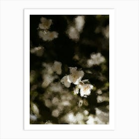 White Cherry Blossoms Oil Painting Art Print