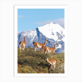 Herd Of Guanacos Torres Del Paine National Park Chile Art Print