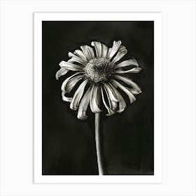 Daisy 3 Art Print