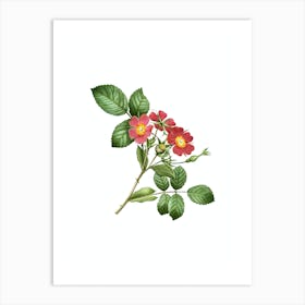 Vintage Redleaf Rose Botanical Illustration on Pure White Art Print