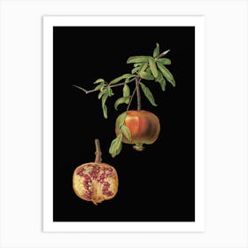 Vintage Pomegranate Botanical Illustration on Solid Black n.0836 Art Print