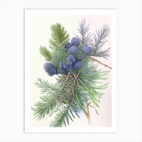 Juniper Herb Pencil Colour 2 Art Print