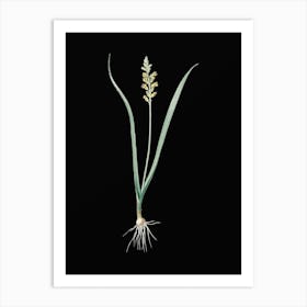 Vintage Lachenalia Pallida Botanical Illustration on Solid Black n.0377 Art Print