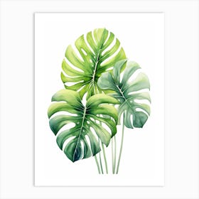 Monstera Leaves Art Print