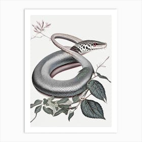 Gray Rat Snake 1 Vintage Art Print