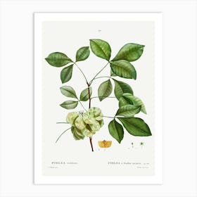 Common Hoptree, Pierre Joseph Redoute Art Print