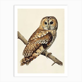 Tawny Owl Vintage Illustration 3 Art Print
