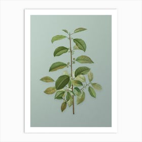 Vintage Alder Buckthorn Botanical Art on Mint Green n.0902 Art Print