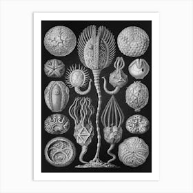 Vintage Haeckel 15 Tafel 90 Beutelsterne Art Print