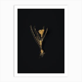 Vintage Ixia Filifolia Botanical in Gold on Black n.0527 Art Print