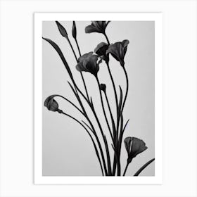 Lisianthus B&W Pencil 3 Flower Art Print