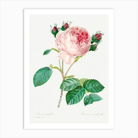 Cabbage Rose, Pierre Joseph Redoute (6) Art Print