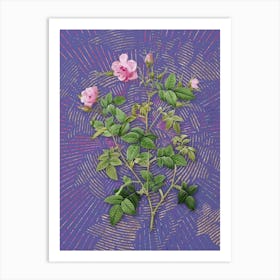 Vintage Pink Flowering Rosebush Botanical Illustration on Veri Peri n.0837 Art Print