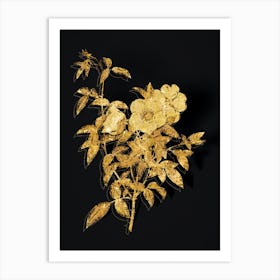 Vintage White Rose of Snow Botanical in Gold on Black n.0363 Art Print