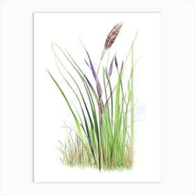 Scouring Rush Wildflower Watercolour 1 Art Print