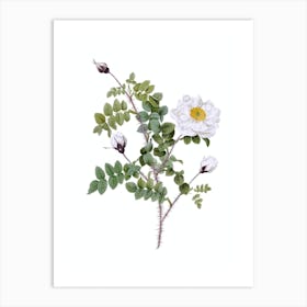 Vintage White Burnet Roses Botanical Illustration on Pure White n.0087 Art Print