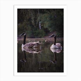 Geese Swimming Art Print