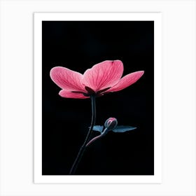 Pink Flower On Black Background 8 Art Print