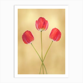 Three Red Tulips Art Print