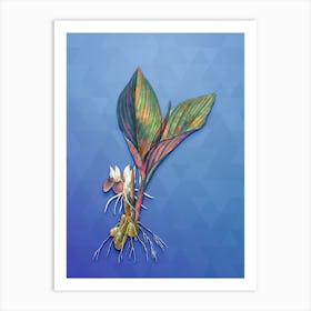 Vintage Koemferia Longa Botanical Art on Blue Perennial Art Print