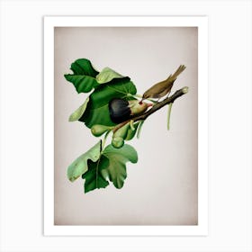 Vintage Fig Branch with Bird Botanical on Parchment n.0795 Art Print